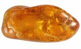 Fossil Bristletail (Archaeognatha) In Baltic Amber #94031-1